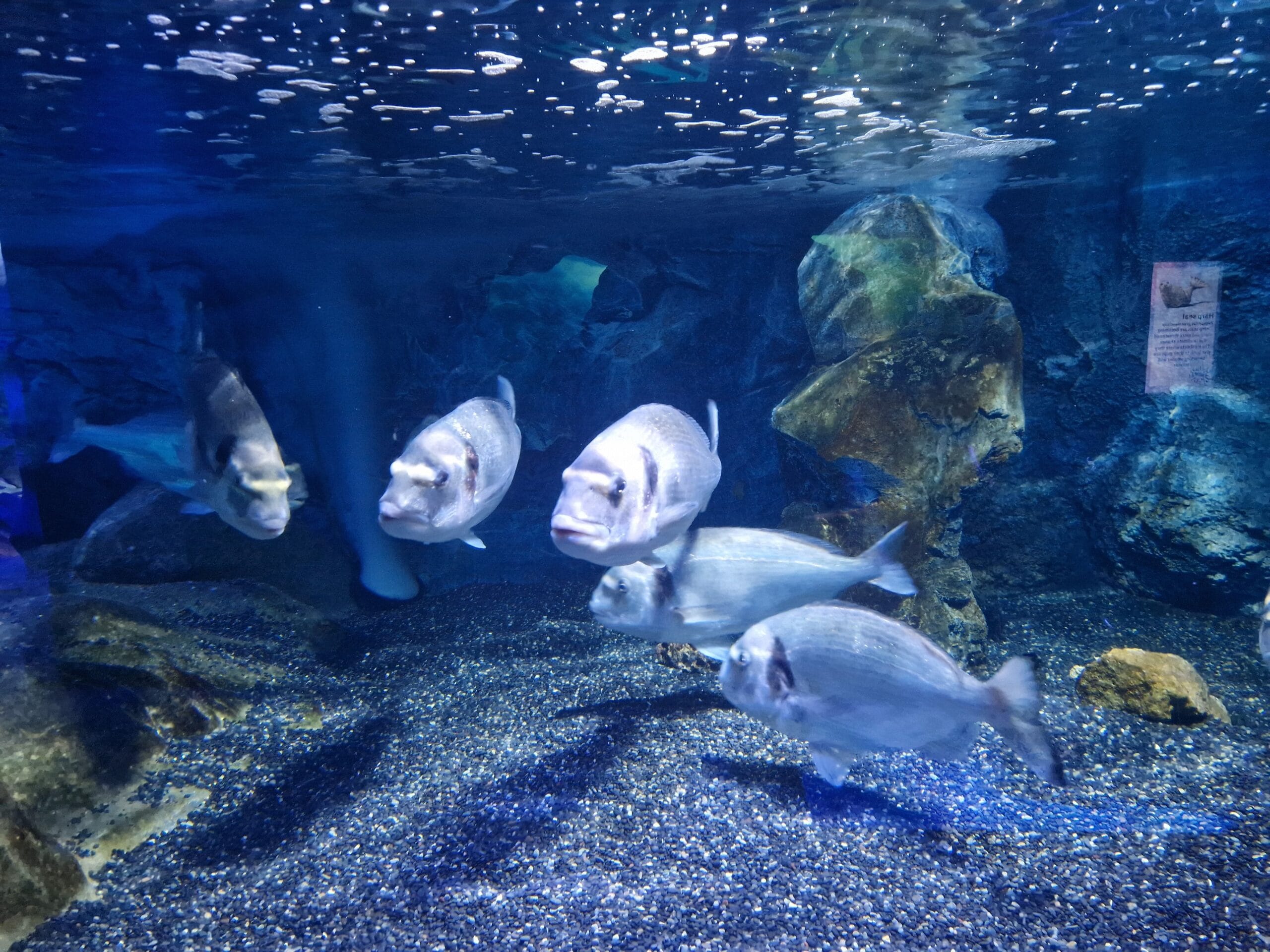 Vissen zwemmen in een aquarium.